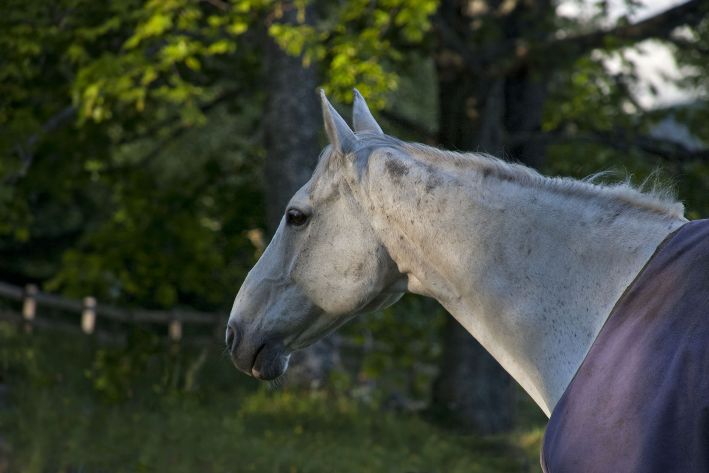 horse inverness