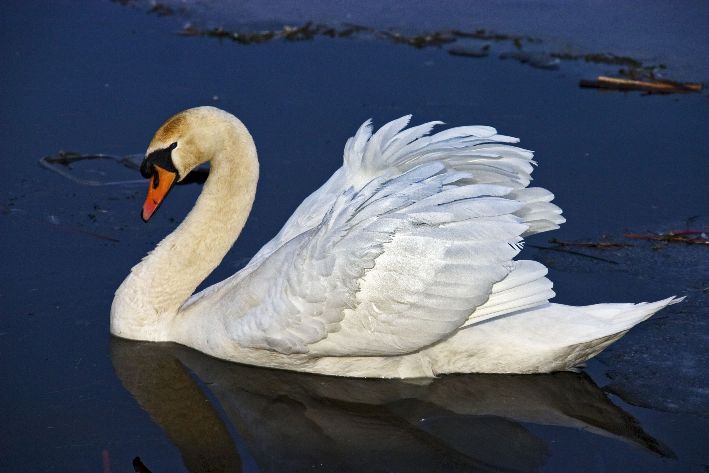 swan lochann inverness